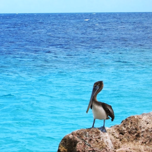 Kari Barnes Photo 13