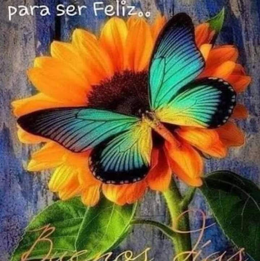 Diana Romero Photo 27