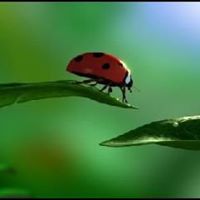 Darlene Kirkpatrick Photo 5