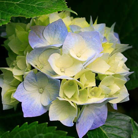 Anne Coleman Photo 60