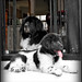 Arthur Chesters Photo 5