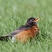 Robin Michael Photo 38