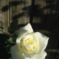 Anne Monson Photo 14