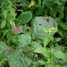 Billy Weed Photo 15