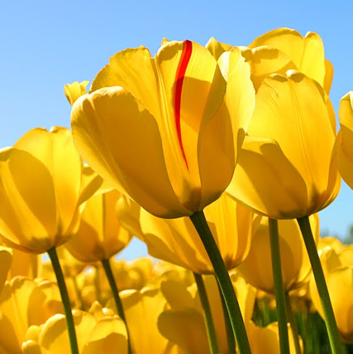 Susan Jimenez Photo 19