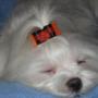 Sharon Bray Photo 43