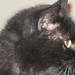 Kitty Carter Photo 33