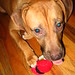 Walter Gibbons Photo 10