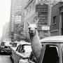 Barbara Goldman Photo 8