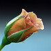 Rose Vidal Photo 27