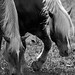 Susan Roe Photo 17