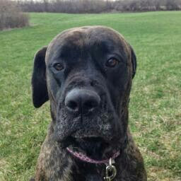 Carl Mattison Photo 7