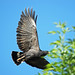 David Botello Photo 41