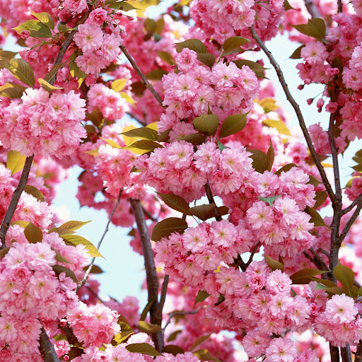 Pamela Blackwell Photo 34