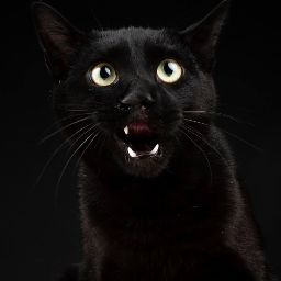 Debbie Wilcox Photo 13