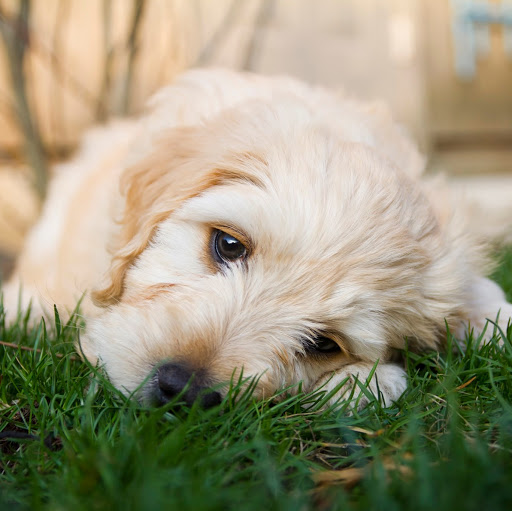 Jacqueline Forrester Photo 6