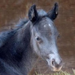 Cynthia Mccully Photo 3