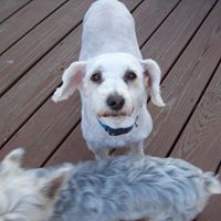 Tracy Little Photo 25