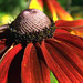 Nancy Flowers Photo 24