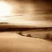 Cynthia Horner Photo 22