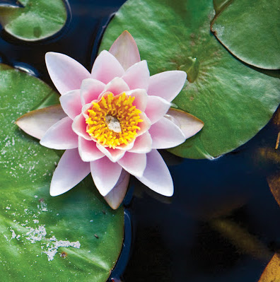 Pamela English Photo 21