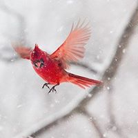 Janine Anderson Photo 14