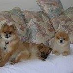 Cheryl Maples Photo 21