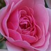 Cheryl Rose Photo 10