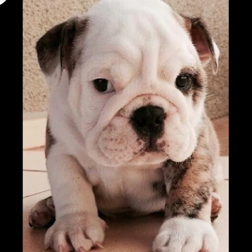 Stephanie Ferrell Photo 32