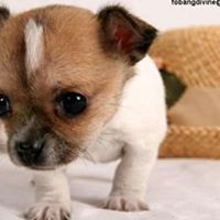 Jenifer Harrell Photo 2