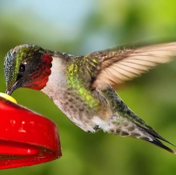 Cynthia Michaels Photo 7