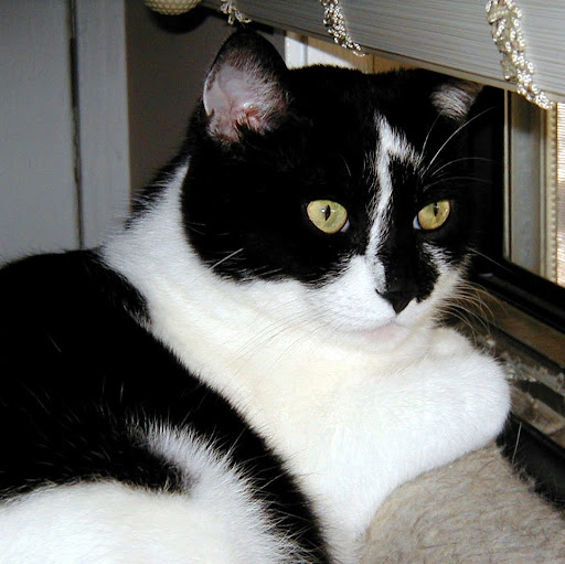 Susan Cummings Photo 27