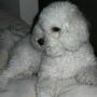 Chi Chu Photo 31