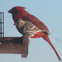 Jeanette Lyons Photo 18