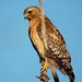 John Hawk Photo 20