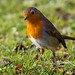 Robin Flint Photo 29