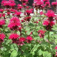 Vicki Mcdonough Photo 4