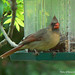 Patty Cardinal Photo 7