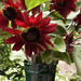 Renee Shepherd Photo 9