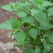 Billy Weed Photo 17