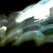 Anthony Sanfilippo Photo 20