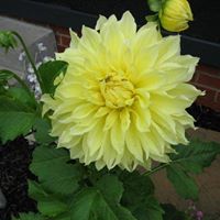 Larry Dillon Photo 43