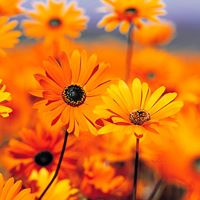 Cindy Tracy Photo 22