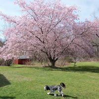 Cheri Ingram Photo 15