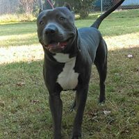 Brandi Estes Photo 15