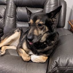 Justin Collier Photo 13