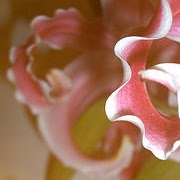 Nancy Pearsall Photo 25