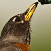 Robin Steger Photo 5