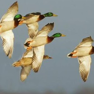 Brandon Robinson Photo 53 Brandon Robinson Photo 53