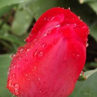 Diana Rhoades Photo 21